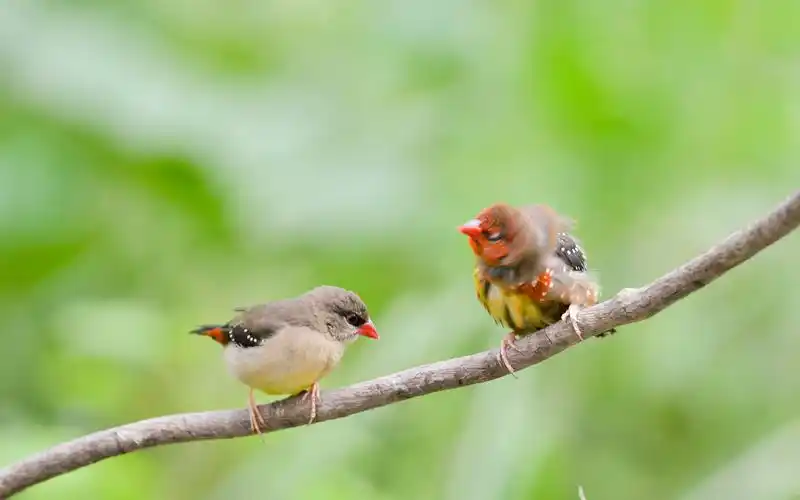 红梅花雀唯美图片电脑高清桌面壁纸高清大图预览1920x12