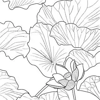 95线稿手绘荷花植物盆栽荷叶莲子插画元素线描1395147手绘简约线稿