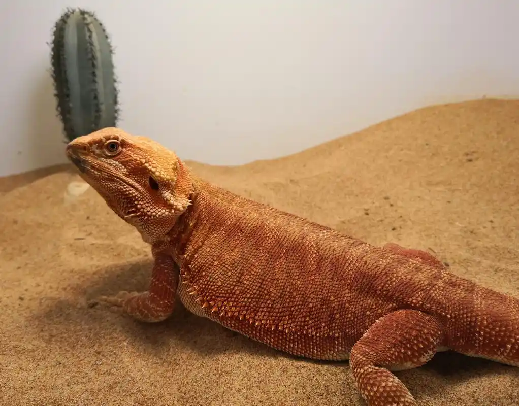 p>鬃狮蜥,学名: i>pogona vitticeps /i>(ahl, 1927),飞蜥科鬃狮蜥属