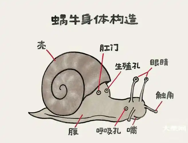 蜗牛冷知识奇奇怪怪哈哈哈