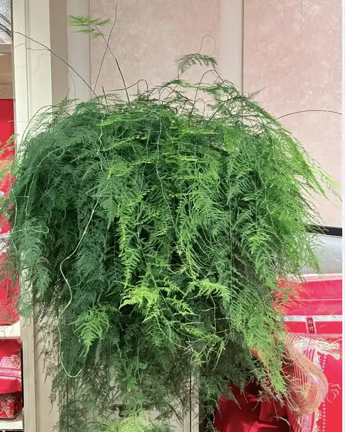 文竹"爬了几十米",爬满楼梯,缠着吊灯长