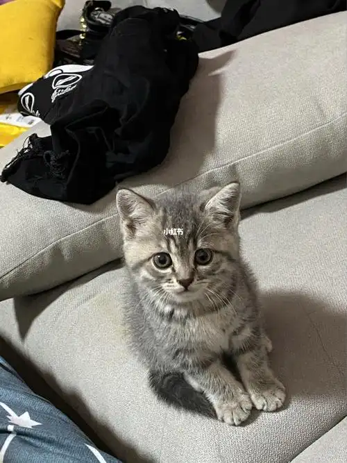 花500买的美短蓝猫串儿