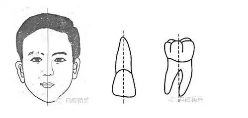 牙体解剖应用名称