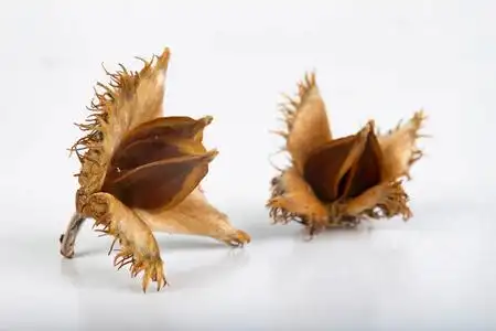 山毛榉树的果实放在一张浅色的桌子上.落叶树的种子.照片