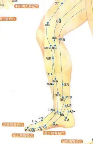 大腿经络解析:外侧:胃经(前),胆经(侧)后侧:膀胱经内侧:脾经(小腿部分