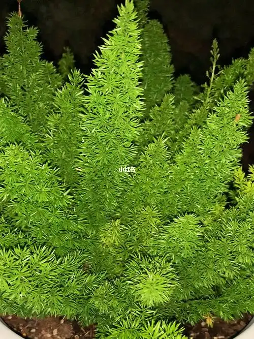 绿油油的狐尾天门冬