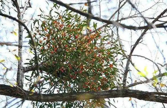 看到这个名字也知道,这是一种爱生活在一个各种各样的树木在寄生草