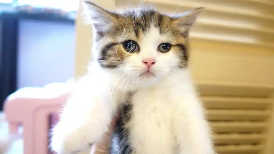 不管多么可爱的小猫咪到最后都被铲屎官养成了猪