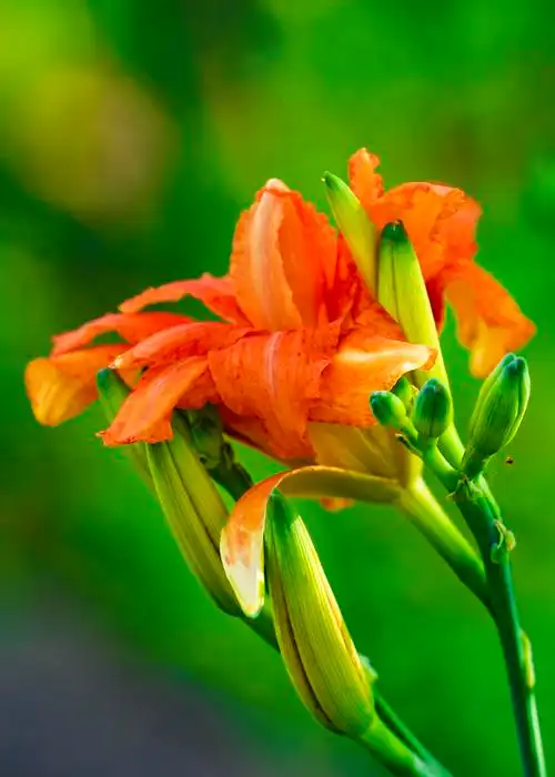 【首发】重瓣萱草花(2)