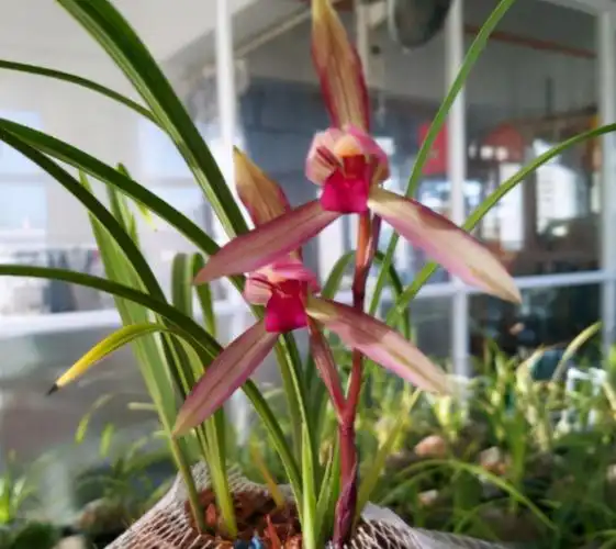 最贵兰花1500万云南兰花(最贵兰花1500万云南兰花图片)