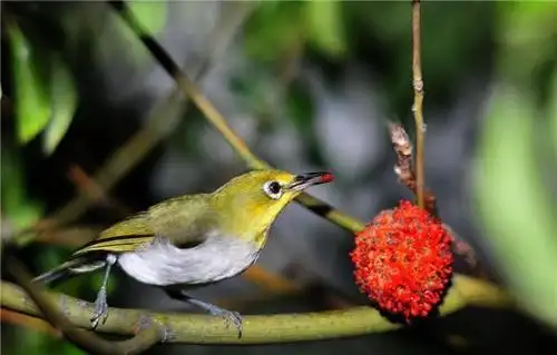 农村这种叫"曲树"的树, 原来还有公母之分?