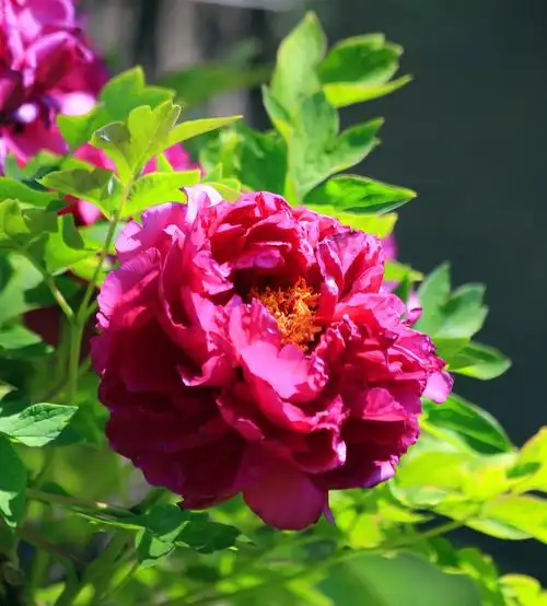 花开富贵 国色天香