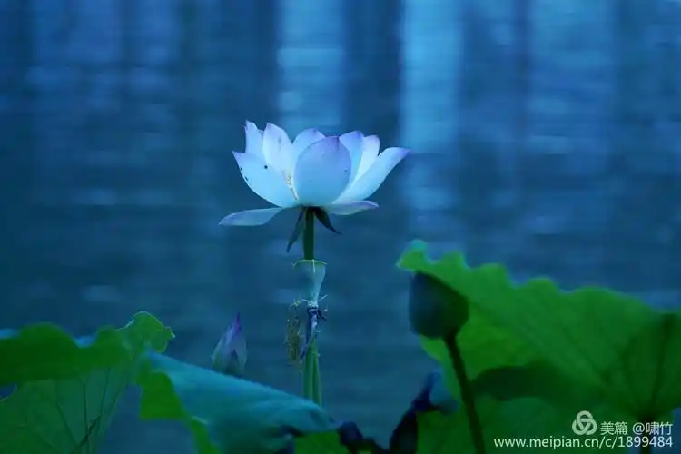 梦幻蓝调荷花