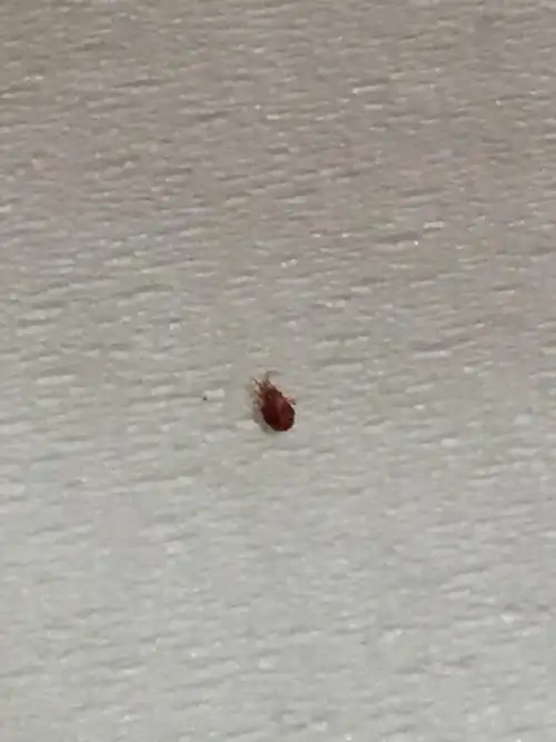 最近睡觉总觉得被虫子咬,在床上发现了几次这样子的小虫子,吸血的.