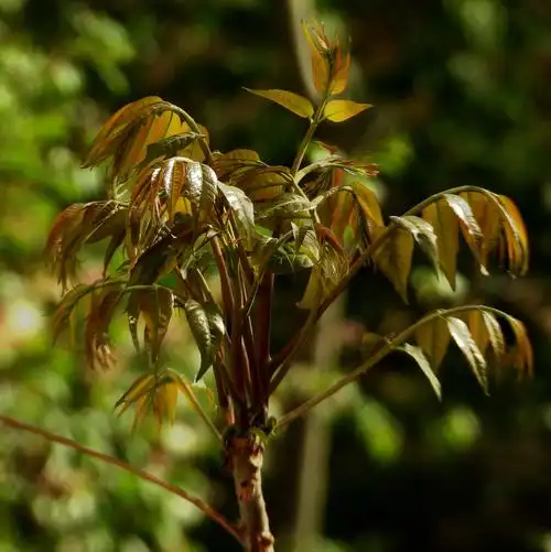 枝头美味 香椿(1)
