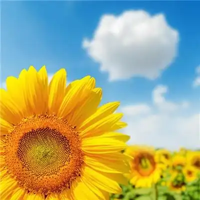 招财头像花_招财转运头像_女人好运头像