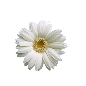 1下载png白色向日葵下载png尺寸:620*800下载:2下载png白色向日葵花朵