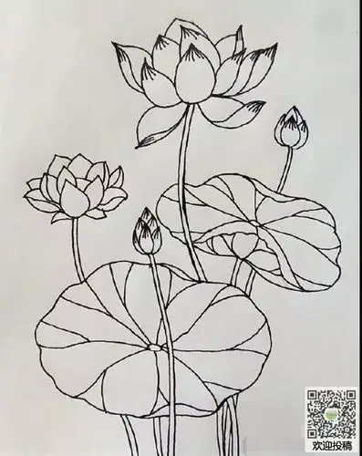 荷花简笔画绘画教程图解(5)