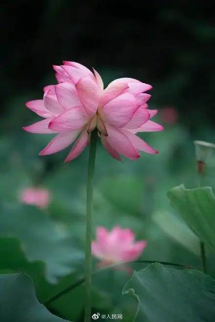 转发接收好运~福建一高校荷塘出现2株并蒂莲