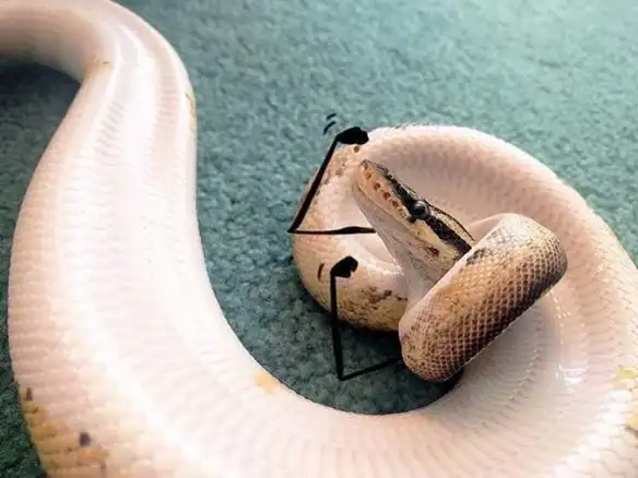 超凶变超萌给蛇的照片画萌萌的涂鸦就没那么可怕了