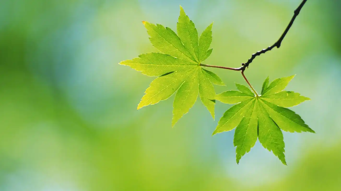 2k超清护眼绿叶摄影宽屏桌面壁纸高清大图预览2560x1440_植物壁纸下载