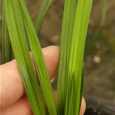 青蓝线a - 中国兰花交易网