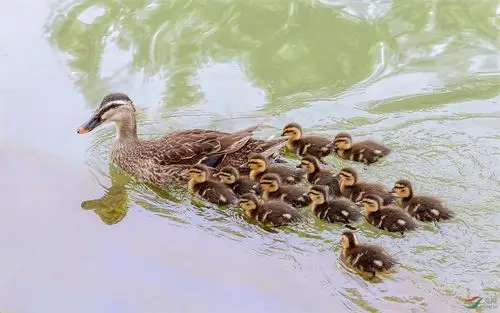野趣-鸭妈妈和它的孩子