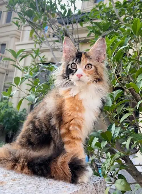 缅因猫三花色也太仙啦