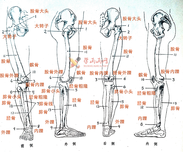 骨盆及下肢的解剖结构腿部骨骼图