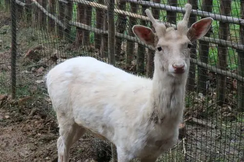 罕见白鹿亮相明孝陵景区引得游人驻足观赏