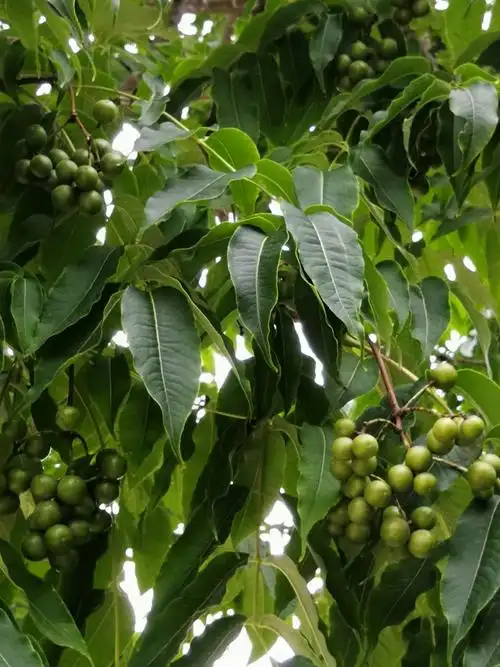 满树黄檗(东师大生命广场)