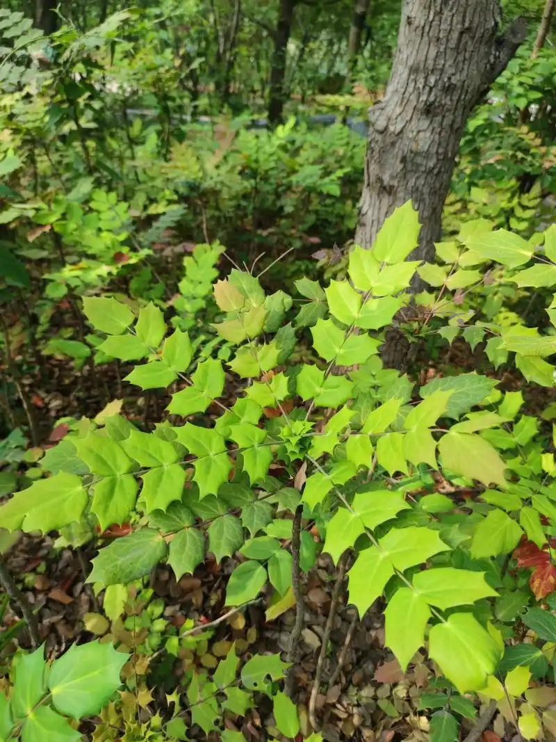 阔叶十大功劳 别名:土黄柏,土黄连,八角刺,刺黄柏,黄天竹 花期3-5月