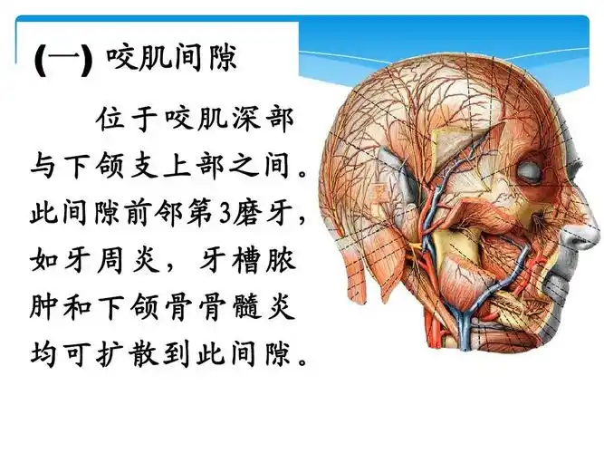 适合临床,口腔医学学生 (一) 咬肌间隙 位于咬肌深部 与下颌支上部
