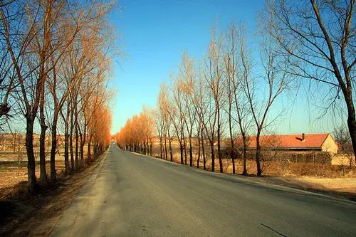 行道树-行摄风光-光影中国网-36.01ny.cn - powered by discuz!