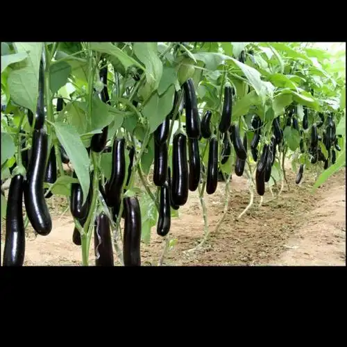 st长茄子商品评价口感好