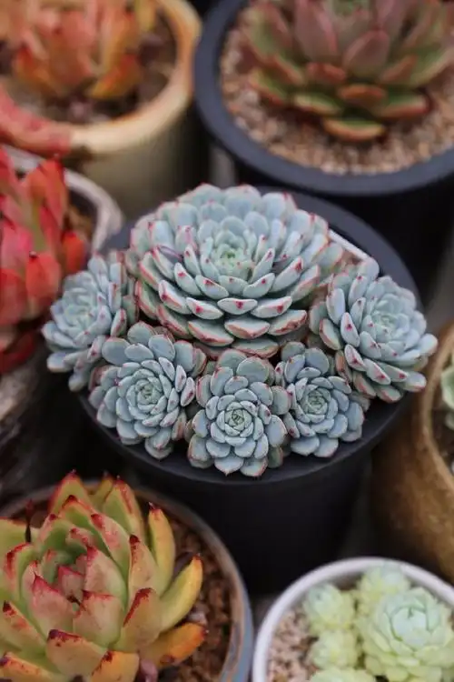 多肉植物-蓝姬莲