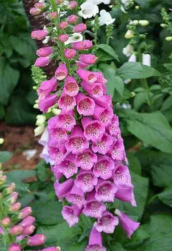 色彩缤纷的毛地黄花