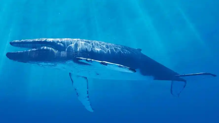 最大蓝鲸的体重大约有多少吨呢?