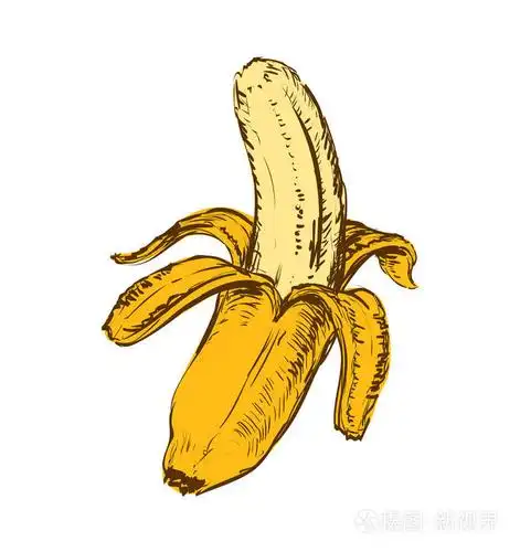 香蕉查出的手绘制向量例证香蕉查出的手绘向量例证插画-正版商用图片0
