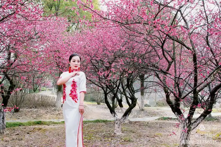 梅花与旗袍的邂逅