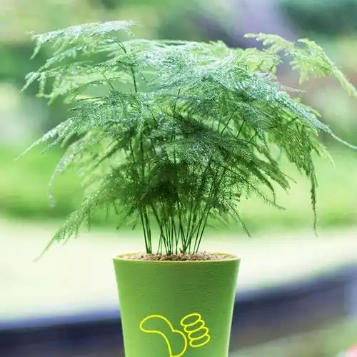 文竹好养吗(文竹好养吗耐寒吗)