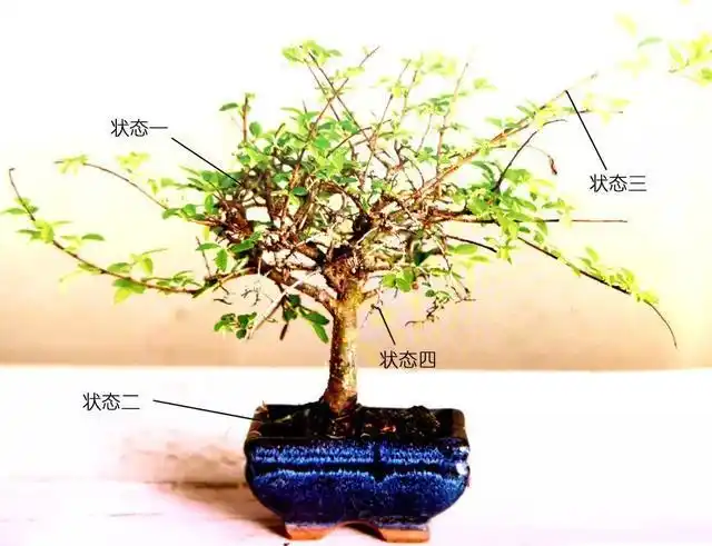 修剪盆景莫要畏手畏脚,谨记"胸有成树",便能改造成功