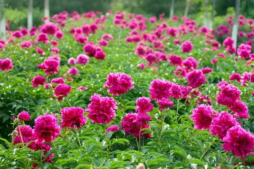 五月花神盛放,大兴百亩芍药花海,就藏在这片净土内