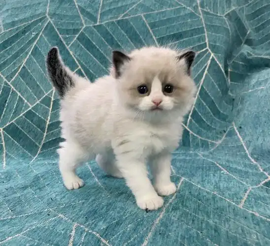 20年最后一只和21年刚出生的布偶猫宝宝汇总