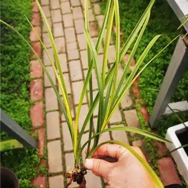 蕙兰新品朱金黄心草2苗2芽