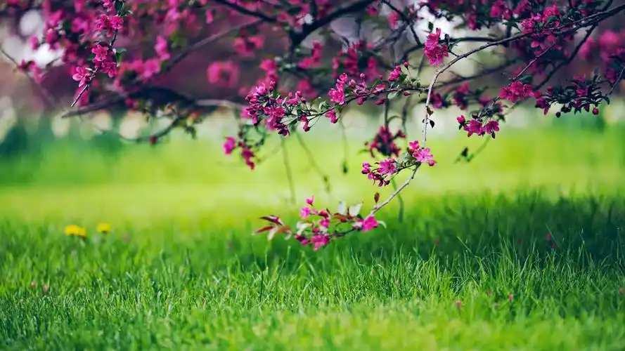 精致唯美的摄影艺术图片高清壁纸