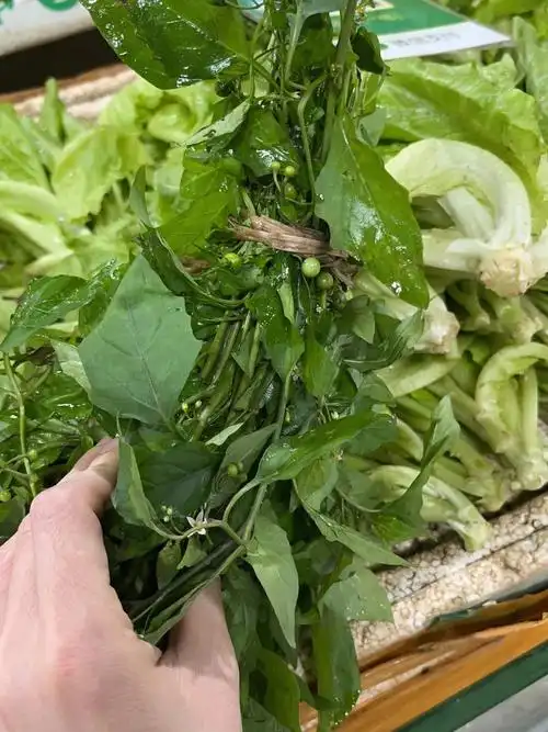 龙葵草治咳嗽清热解毒