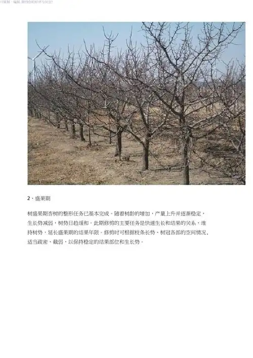 杏树栽培技术杏树冬季修剪技术