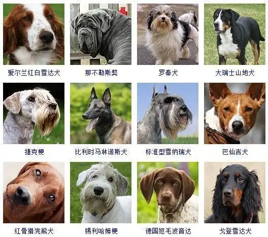 警犬追逐2019最新版