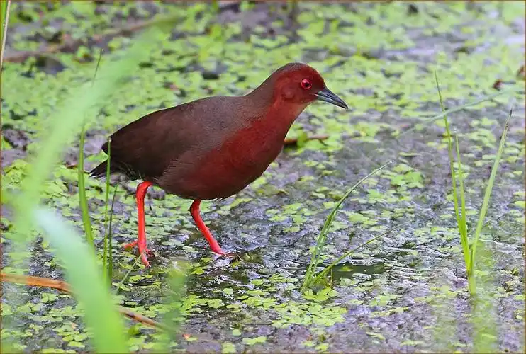 鸟的知识 看图识鸟600